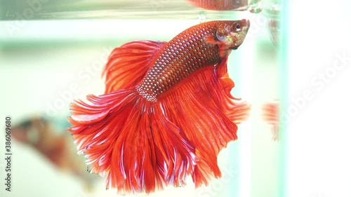 slow motion red fighting fish