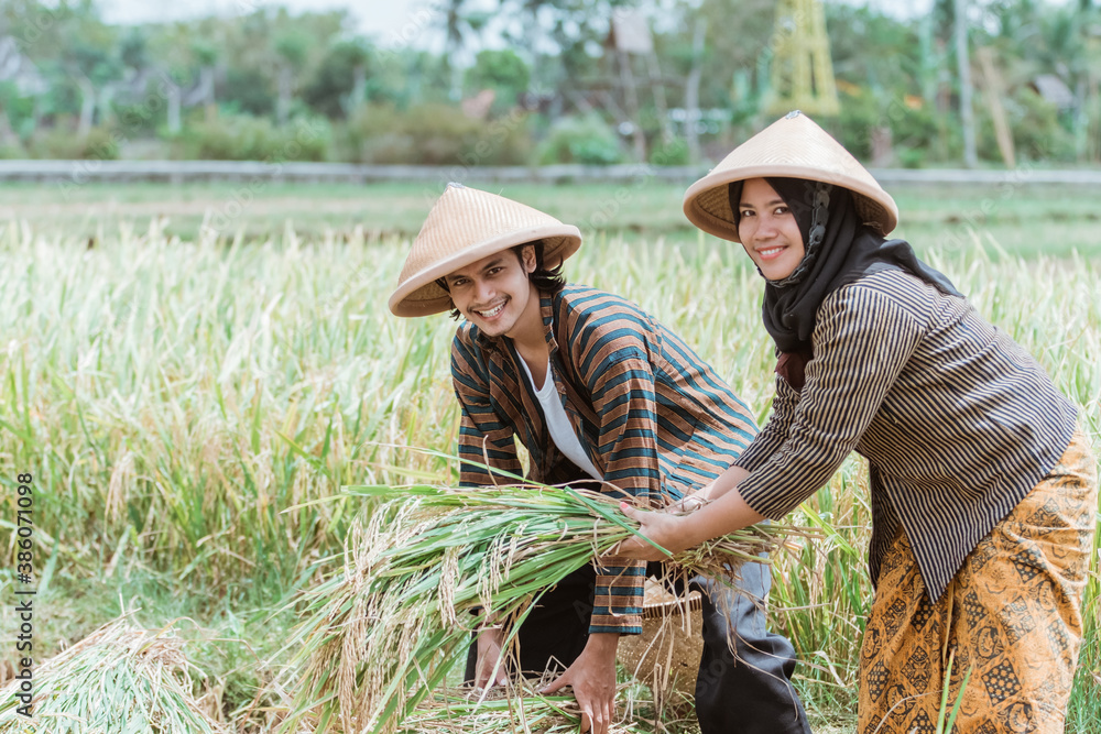 Asian male and female farmers help each other lift the rice plants that have been harvested after harvesting together in the fields Asian male and female farmers help each other lift the rice plants that have been harvested after harvesting together in the fields