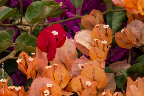 Bougainvilleas. Bugambilia, papelillo, Napoleón, trinitaria, veranera y brisa o santa Rita. Detalles de color vibrante.