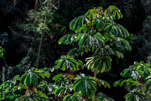Embauba tree on Atlantic Rainforest in Brazil