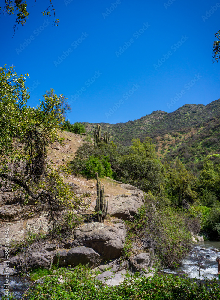 Afternoon at the mountain with some trees and cactus Afternoon at the mountain with some trees and cactus