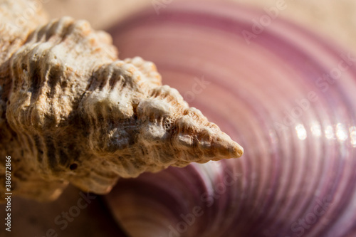 Extreme close-up of sea shell with selecitve focus in Brazil