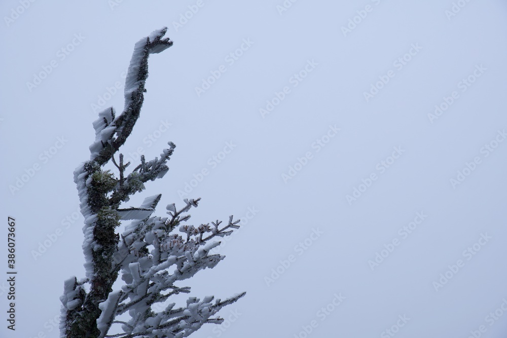 Rime ice on a tree branch in the clouds Rime ice on a tree branch in the clouds
