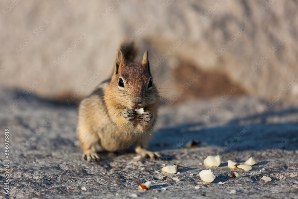 Chipmunk Eating Nuts at Crater Lake