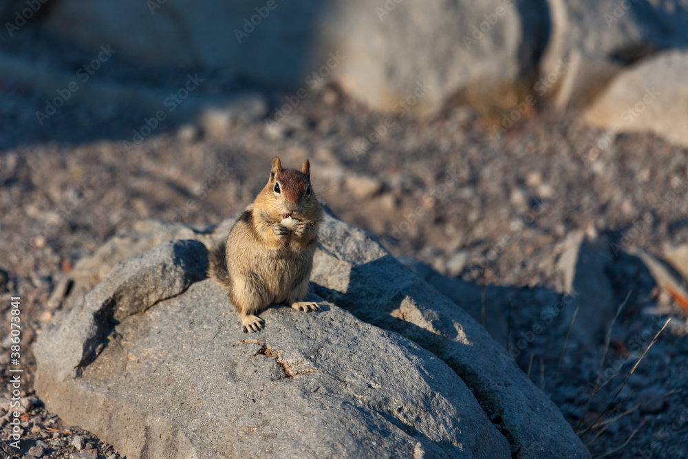 Chipmunk Eating Nuts at Crater Lake Chipmunk Eating Nuts at Crater Lake