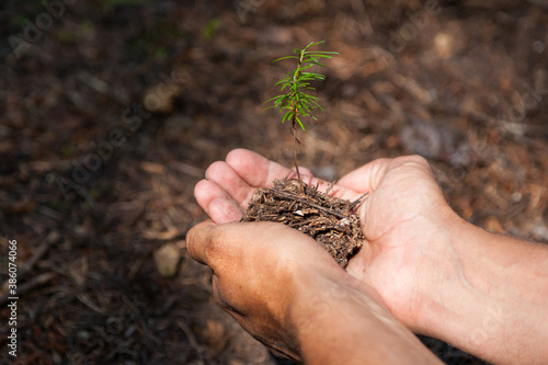 Hands Holding a Small Tree