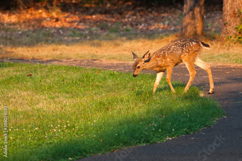 Deer Fawn with White Spots