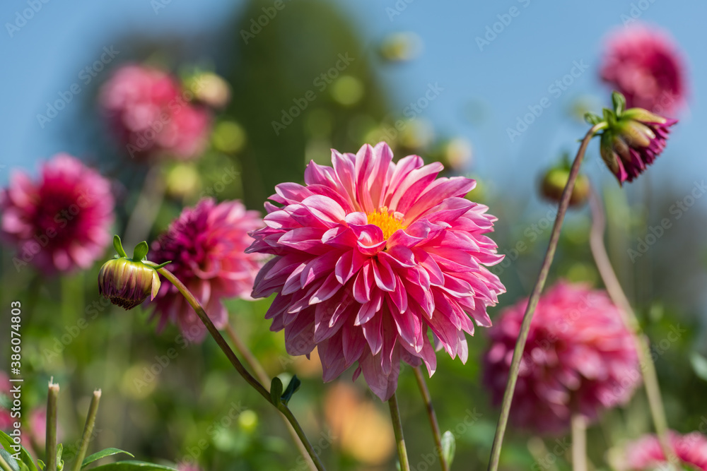 Fototapeta premium ピンクのダリア