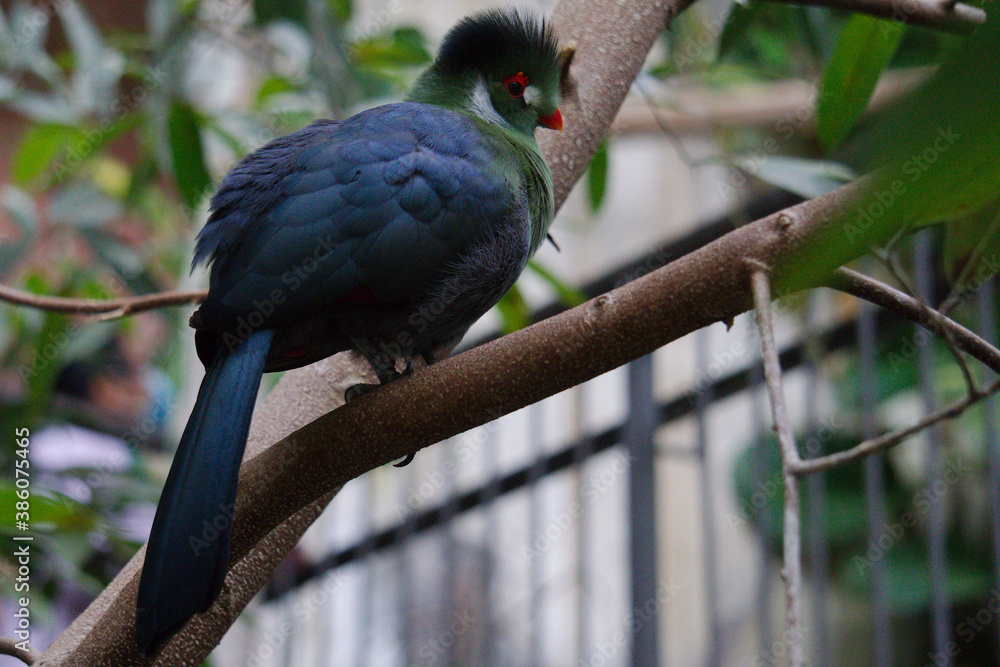 Obraz premium white cheeked turaco