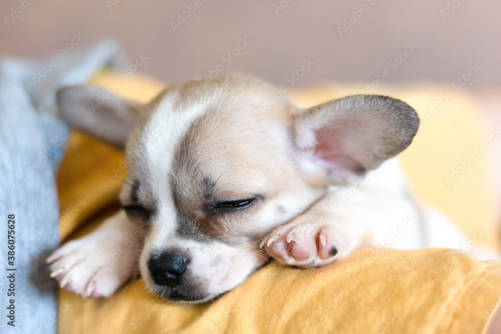 Chihuahua puppy dog sleeps on a bed. Chihuahua puppy dog sleeps on a bed.