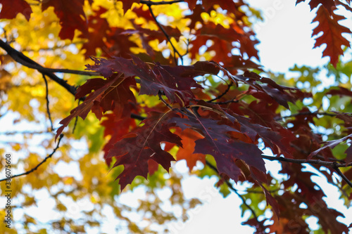 Colorful autumn leafs
