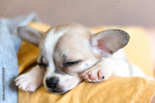 Chihuahua puppy dog sleeps on a bed.