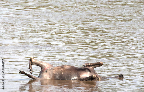 Dead wildebeest (Connochaetes) bodies floating in river during migration, Masai Mara, Kenya
