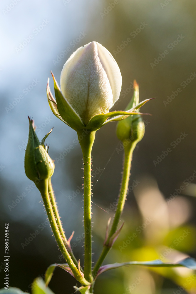 White unopened rose bud with two green hips and a blurry background White unopened rose bud with two green hips and a blurry background