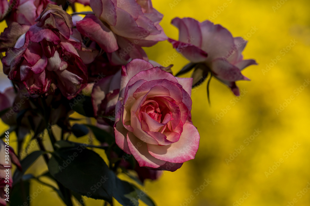 Pink and white rose blooms open and facing the sky over a yellow fall background copy space