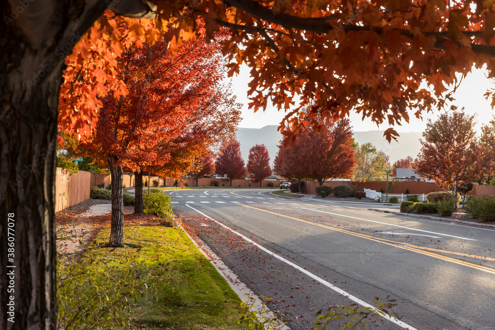 Street running through autumn colored trees lined area with crosswalks and sidewalks