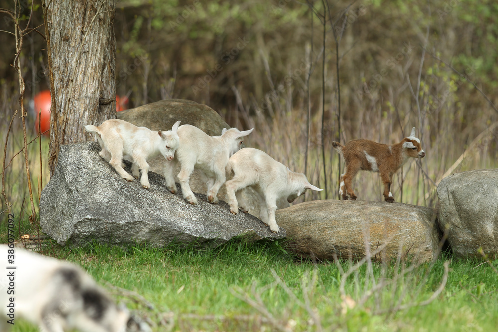 Fototapeta premium Lovely Baby Goats Stand on Rock