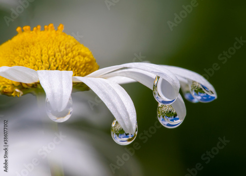 white flower petals have crystal clear rain drop with reflection of nature