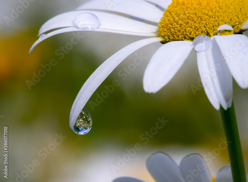 Beautiful white flower petal with rain drop reflecting nature background in it