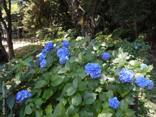 満開の紫陽花



