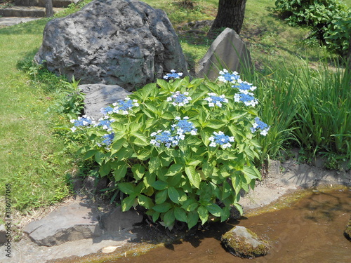 紫陽花

