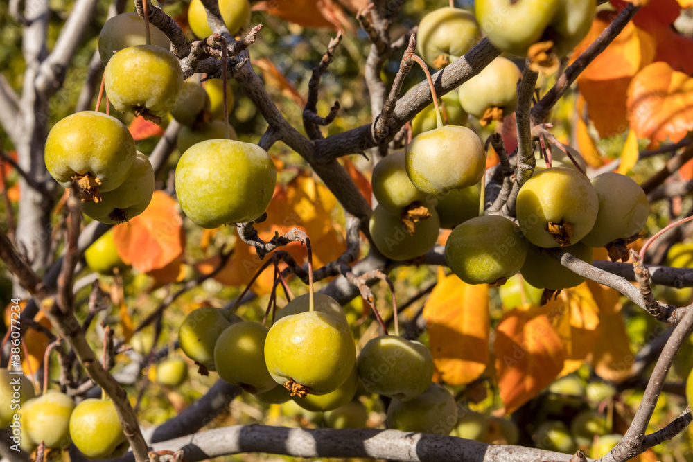 Green apples in a tree with autumn colored leaves Green apples in a tree with autumn colored leaves