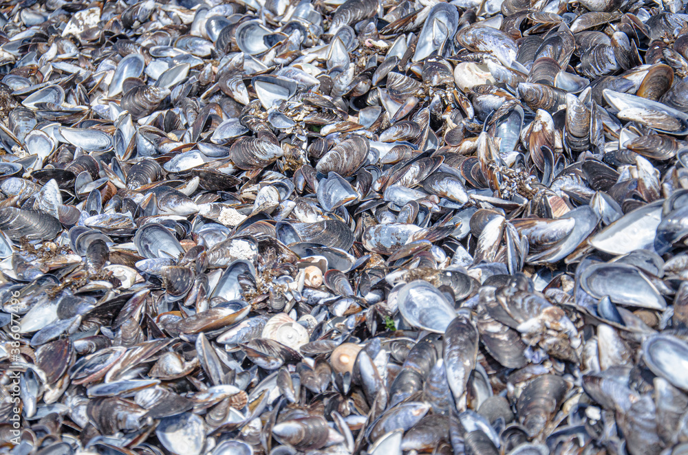 Shell Shell