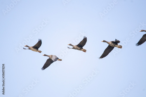 White-fronted goose flying in Izunuma  Miyagi Prefecture