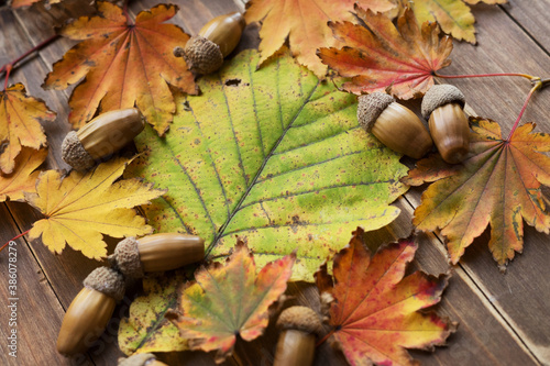 Frame made of autumn maple foliage and acorns on an oak leaf background with copy space.