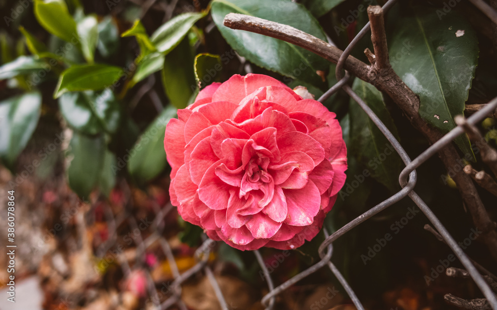 Fototapeta premium Camellia flower
