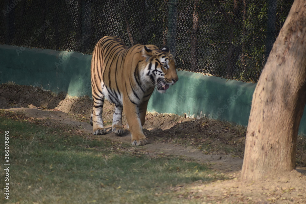 Fototapeta premium tiger in the zoo
