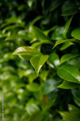 green leaves background