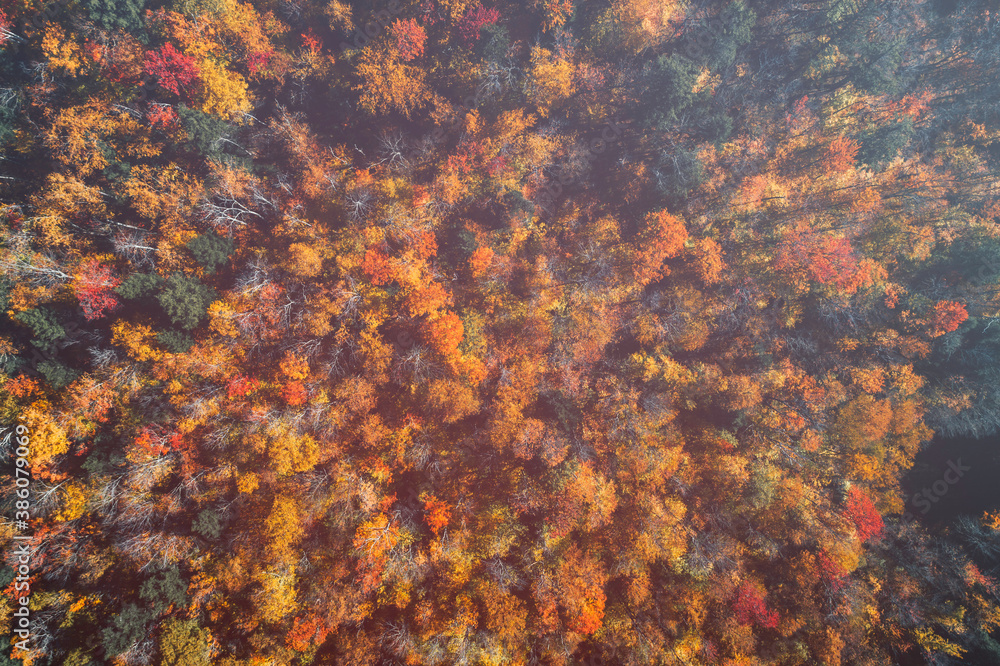 Top down view of colorful forest treetops, fall season. Vermont, United States