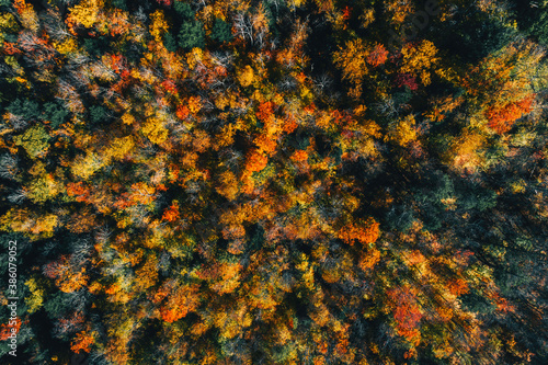 Aerial high angle view of wood in fall scenery, colorful trees in Vermont, United States