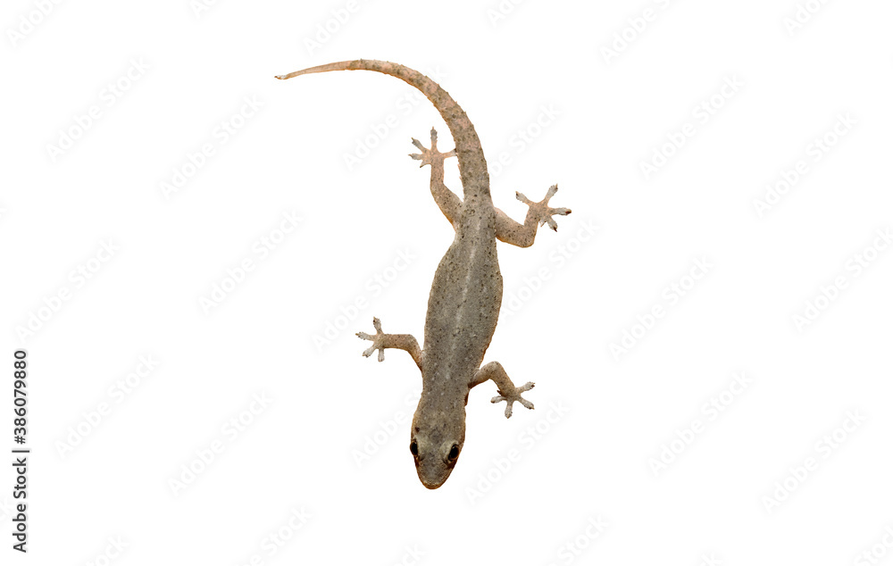 Naklejka premium The lizard on white background.
