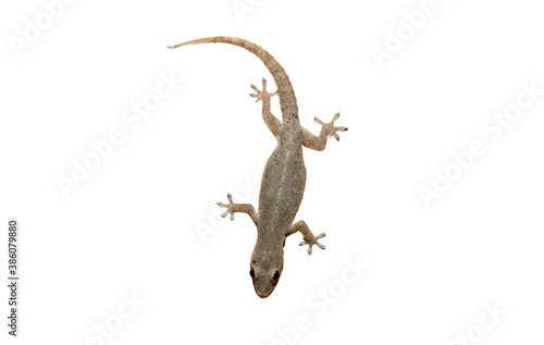 The lizard on white background.