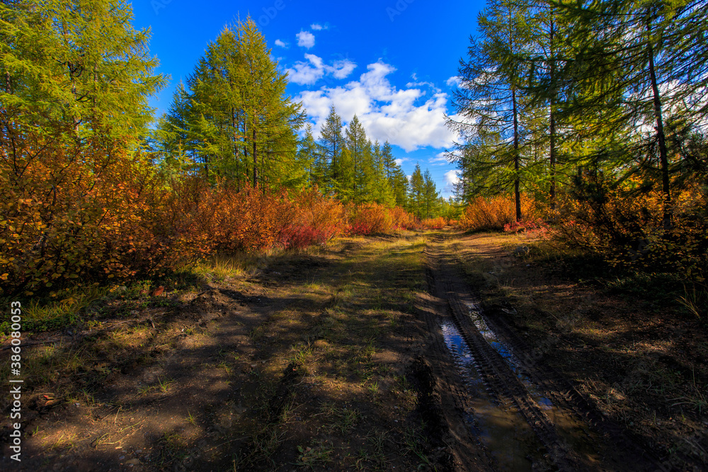 The nature of the Magadan region. Forest road among taiga during golden autumn. Dirt road