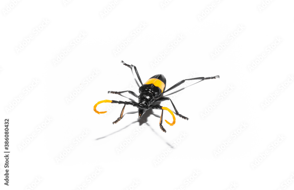 The beetle on white background. The beetle on white background.