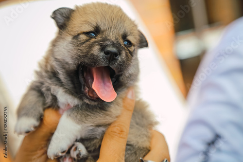 puppy in the hands