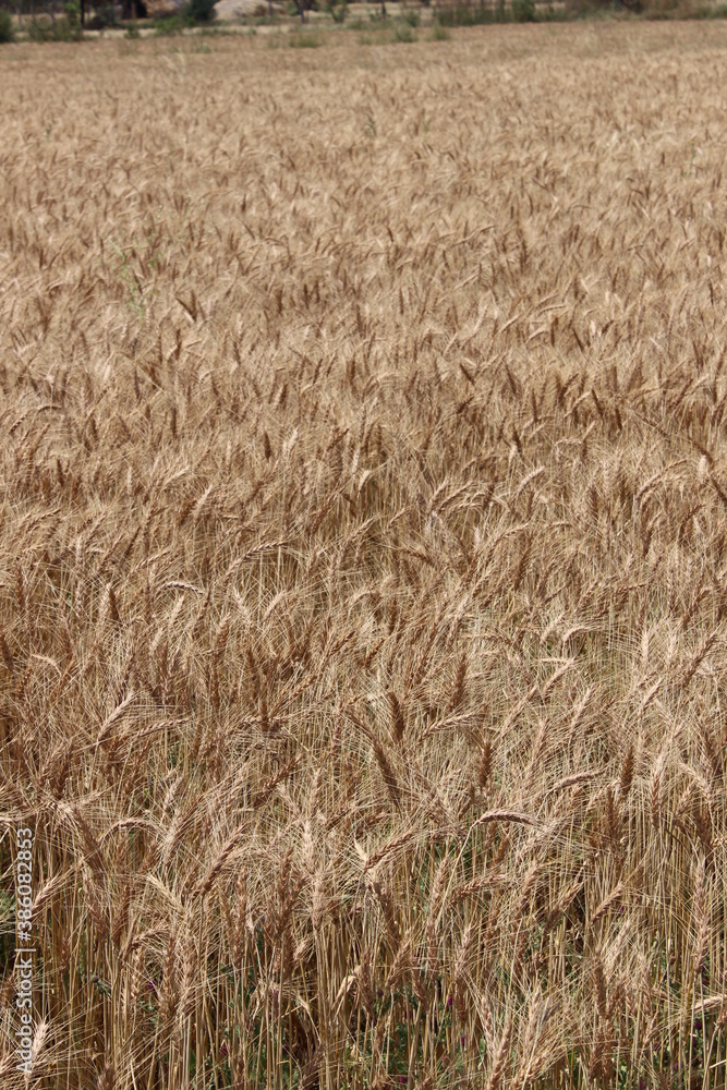Wheat field crop ready to harvest in summer Wheat field crop ready to harvest in summer