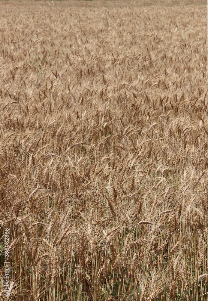 Wheat field crop ready to harvest in summer Wheat field crop ready to harvest in summer
