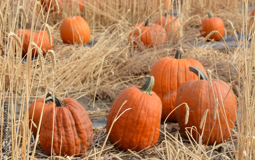 Happy Fall at the pumpkin patch in Ontario  Malheur County  Oregon
