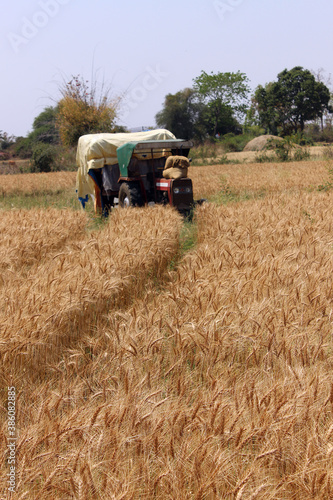 Wheat field crop ready to harvest in summer with tractor