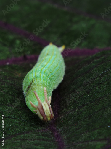 oruga