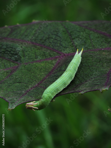 oruga
