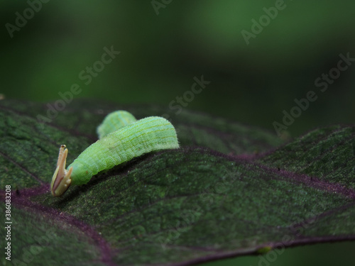 oruga