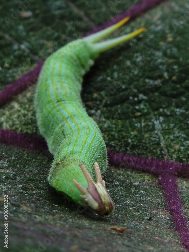 oruga