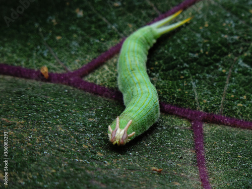 oruga