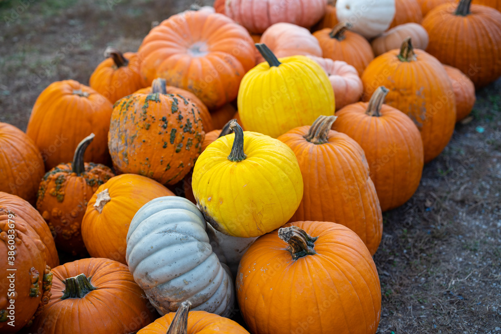 Pumpkin Patch Pumpkin Patch