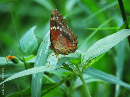 mariposa